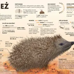 Jeż, nocny wędrowiec, z kolczastą zbroją, szuka pożywienia. Jego życie to fascynująca opowieść o przetrwaniu.