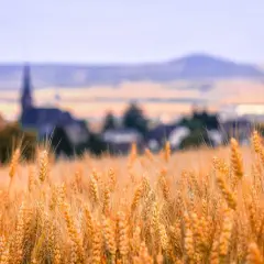 Ile ziemi posiada Kościół w Polsce? Zaskakujące dane i fakty o majątku kościelnym