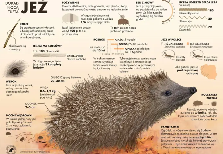 Jeż, nocny wędrowiec, z kolczastą zbroją, szuka pożywienia. Jego życie to fascynująca opowieść o przetrwaniu.