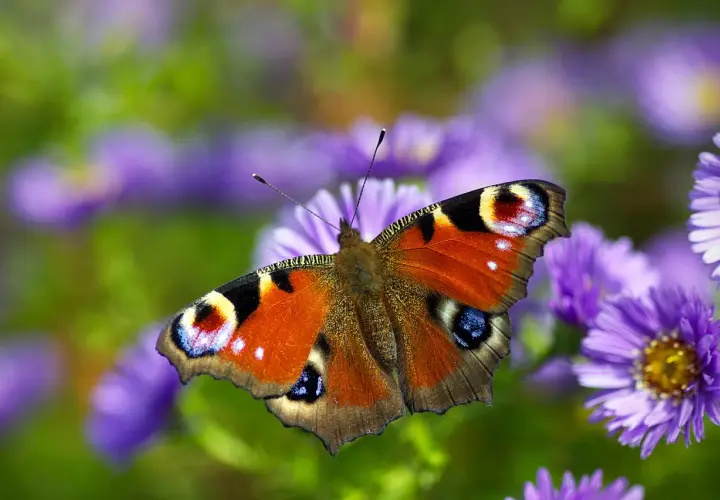 Motyl pawik na fioletowych kwiatach. Jego barwy symbolizują przemianę i piękno natury.