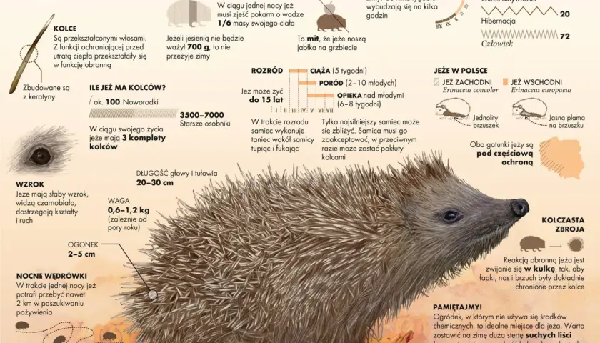 Jeż, nocny wędrowiec, z kolczastą zbroją, szuka pożywienia. Jego życie to fascynująca opowieść o przetrwaniu.