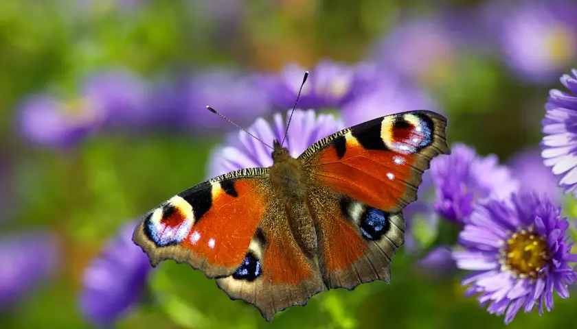 Motyl pawik na fioletowych kwiatach. Jego barwy symbolizują przemianę i piękno natury.