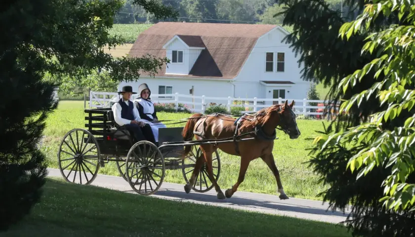 Para konna zaprzężona w wóz, typowa dla społeczności amiszy, przemierza wiejską drogę.