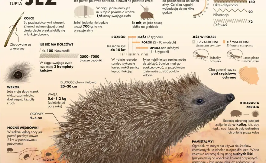 Jezebel - Kim była i dlaczego jej historia wciąż intryguje?